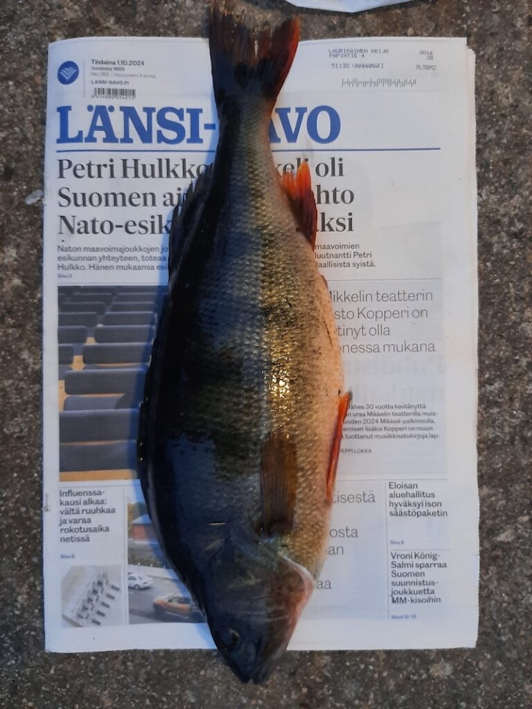 17.10.2024 Ahven 44cm ja 1.32kg Puula Kekkolanniemi. Kalastaja Aki Laurikainen